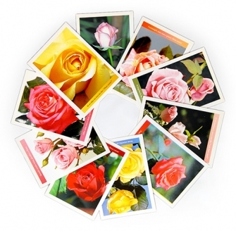 Cartes postais Rosas - Coleo I