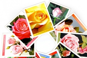 Cartes postais Rosas - Coleo I